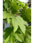 Клён ложноплатановый | Клен псевдоплатановий | Acer pseudoplatanus